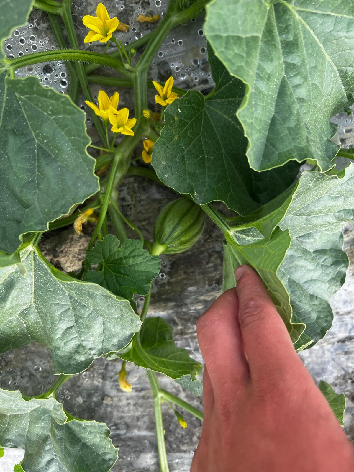 Fleurs de melon
