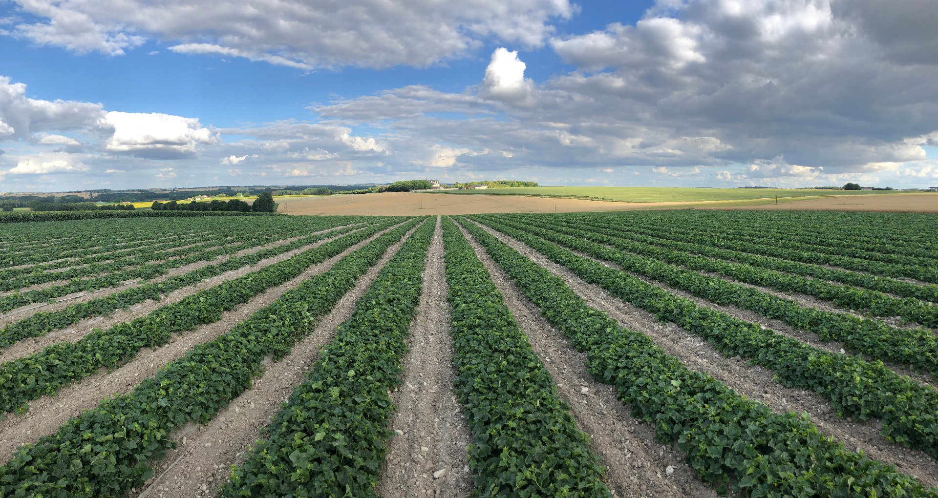 Champs de melons d'Axel à Prinçay, Vienne — production locale française