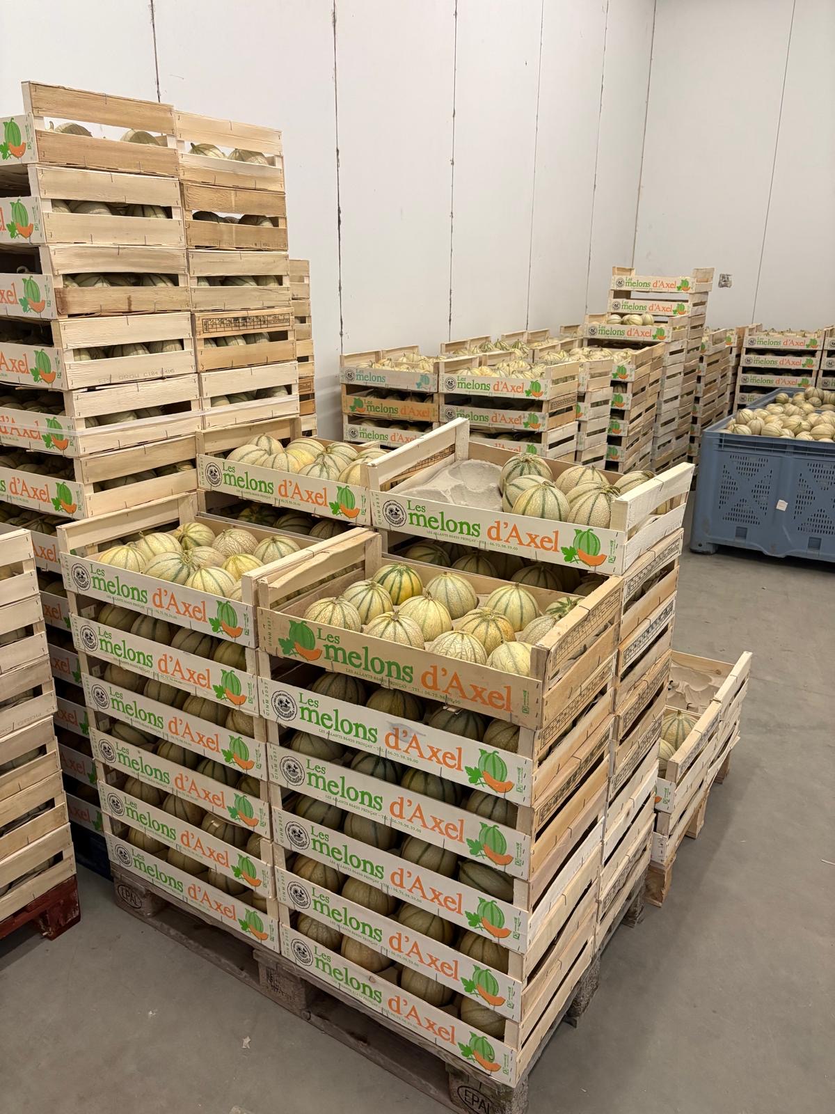 Cagettes de melons d'Axel prêtes à la vente