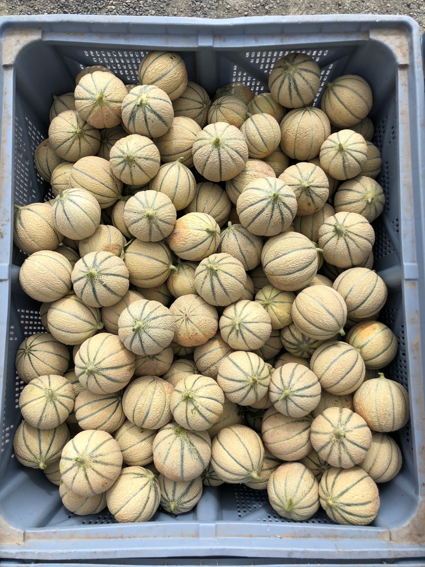 Caisse de melons fraîchement récoltés