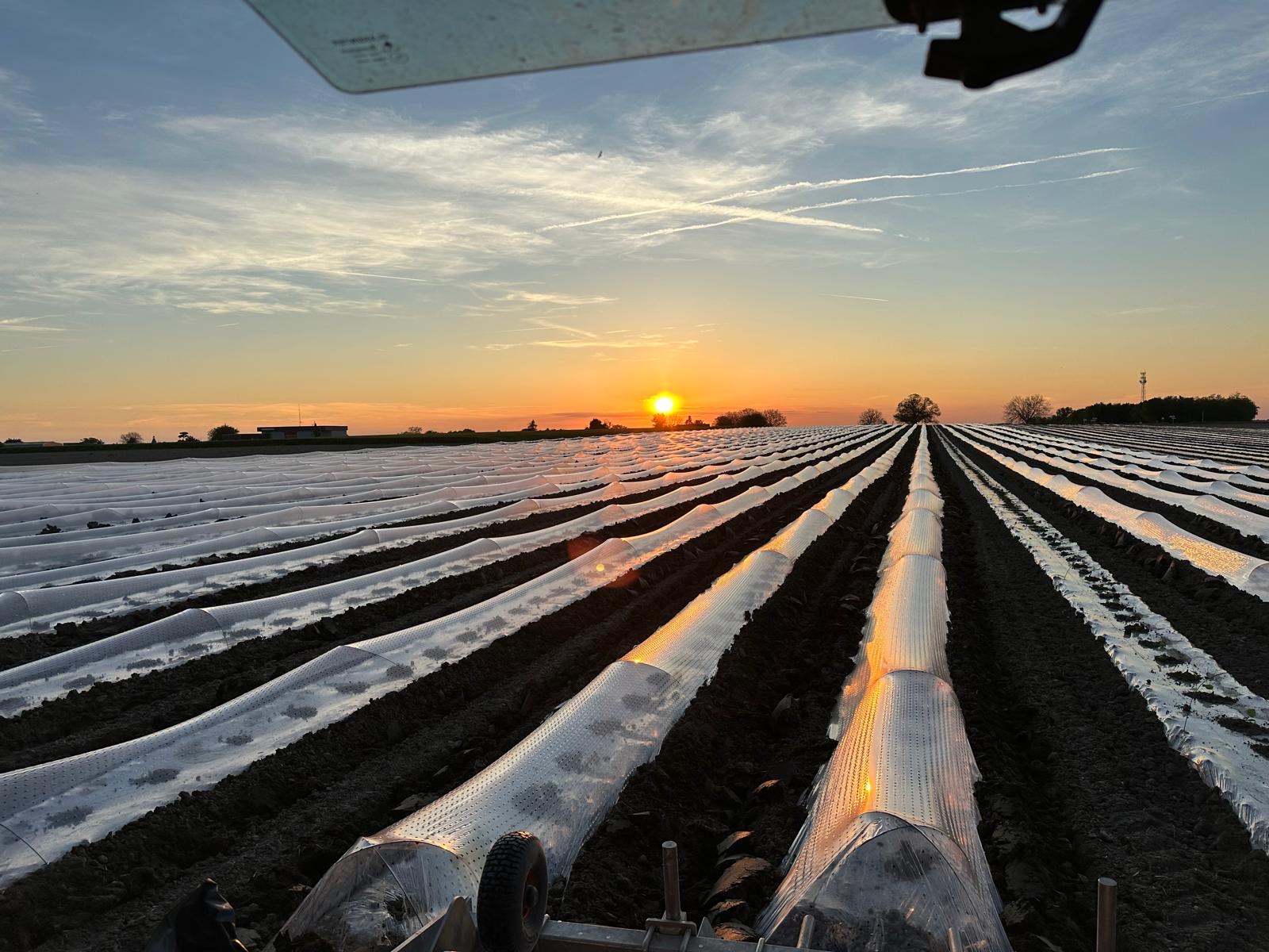 Champs de melons au lever du soleil à Prinçay