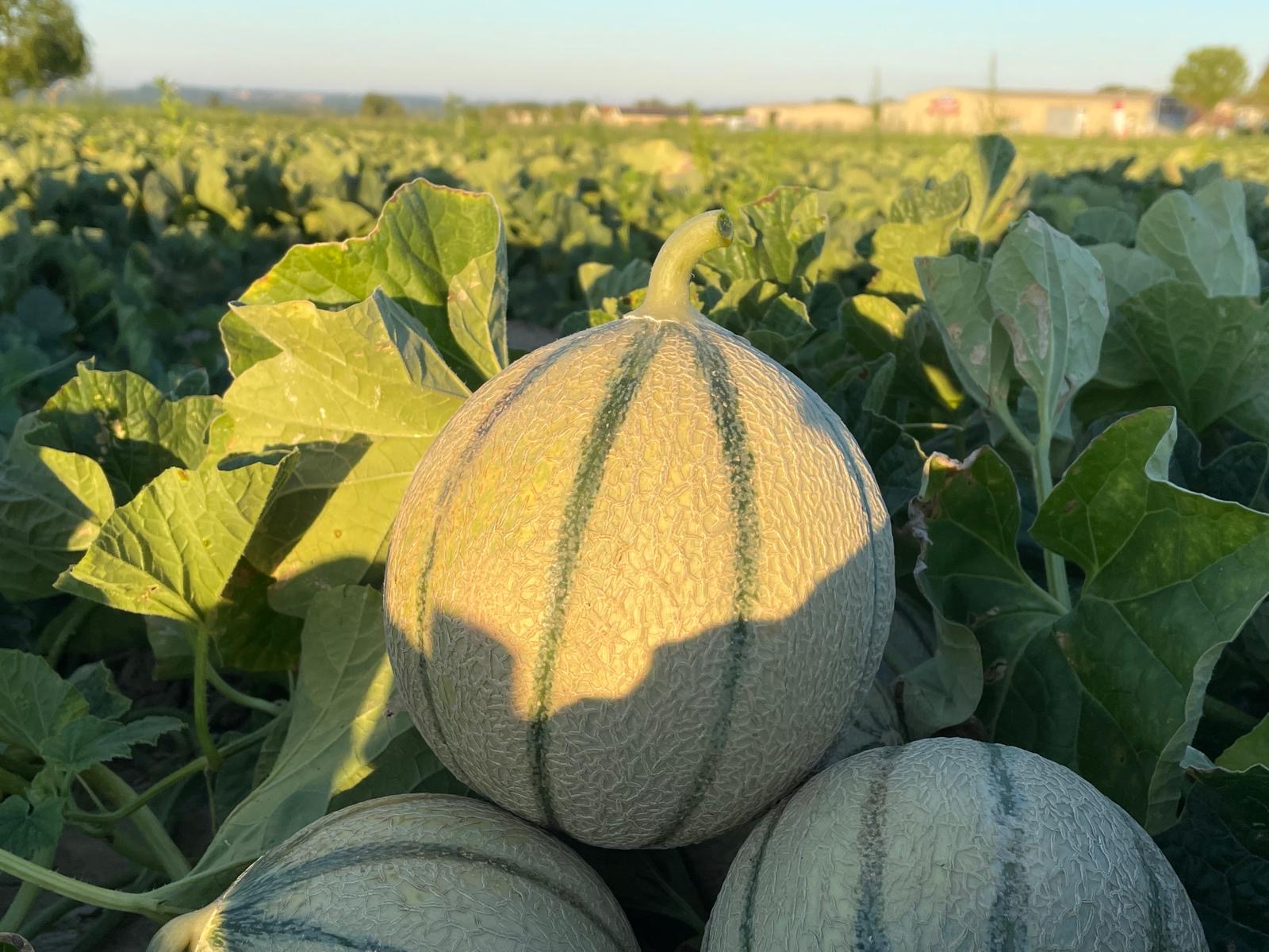 Champ de melons à Prinçay