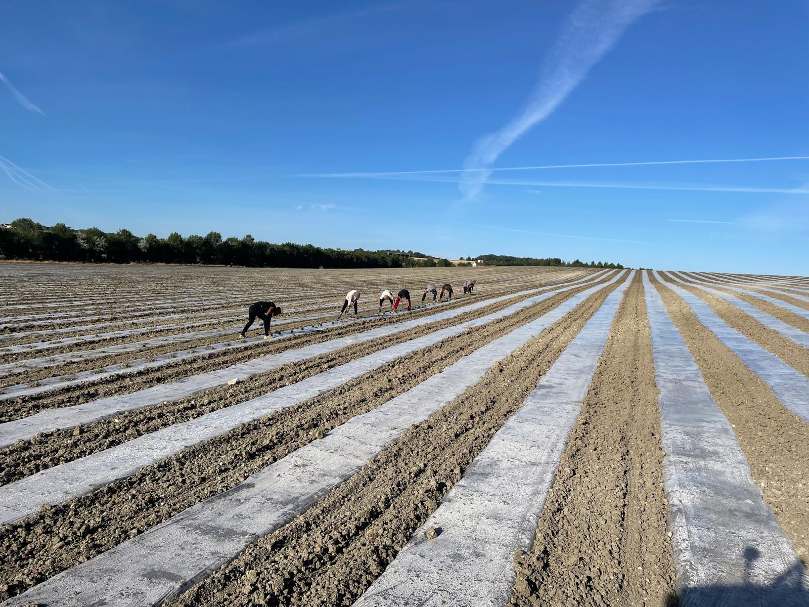 Équipe en pleine récolte des melons