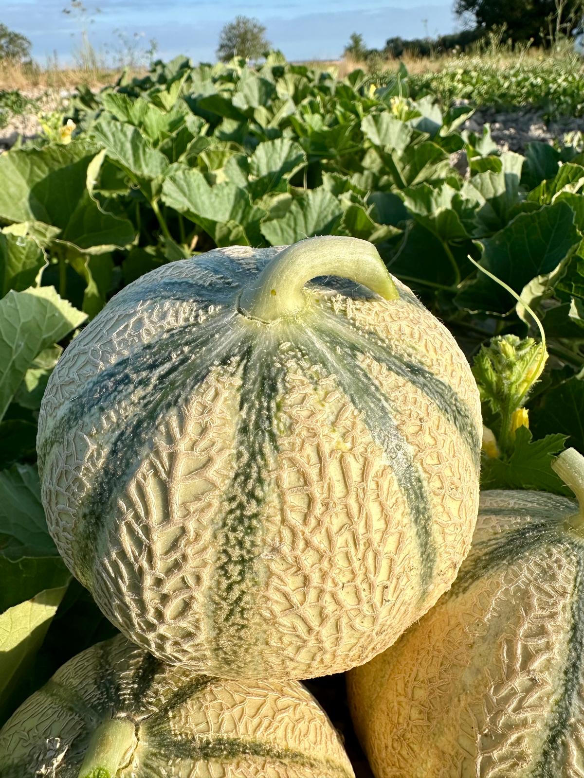 Gros plan sur un melon charentais à maturité